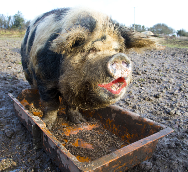 Farm hog with lipstick in a sty